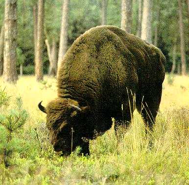 Белавежская пушча
