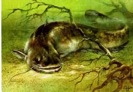 Сом-агароднік (казка ў вершах)