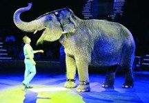 Дрэсіраваныя сланы