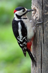 Вершы пра птушак