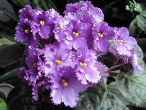 Жыві, Фіялачка