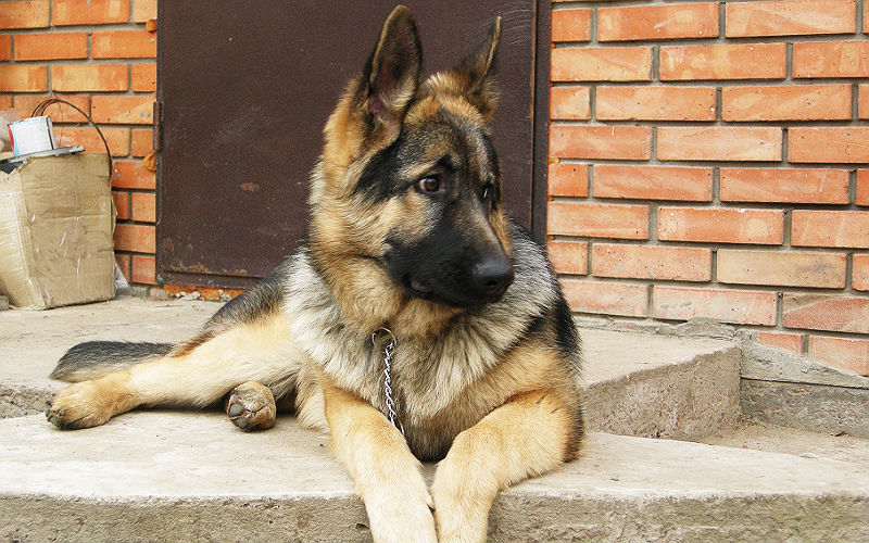 Рэкс і Казбек