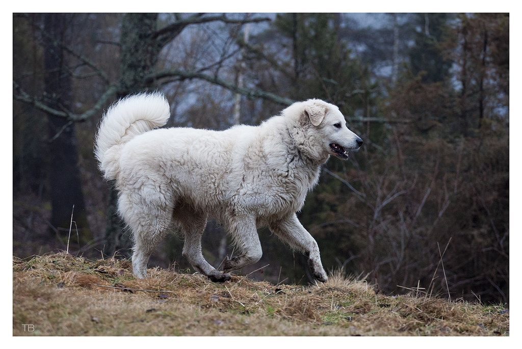 Мужны Тобік