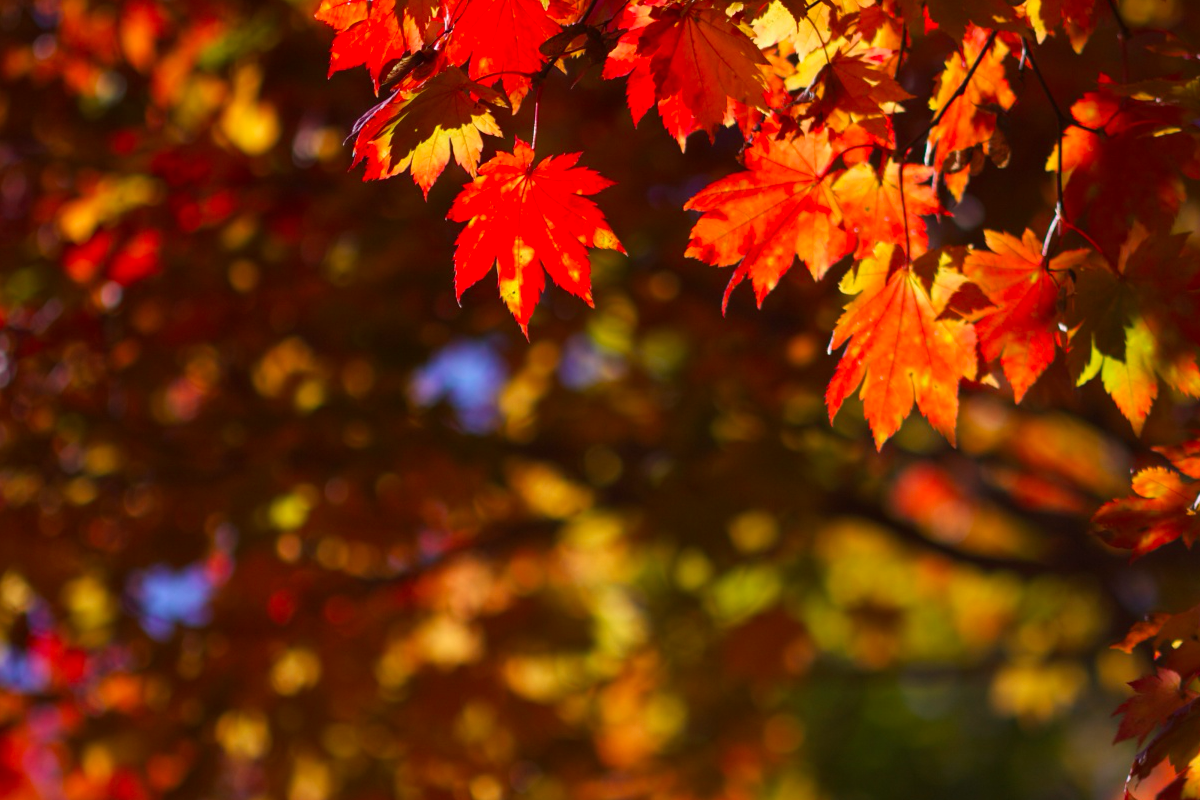 Знамянальныя і памятныя даты кастрычніка 2018 года