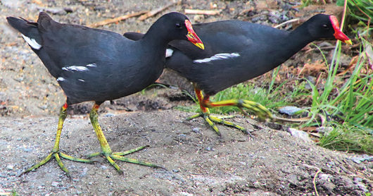 Крылатая радасць